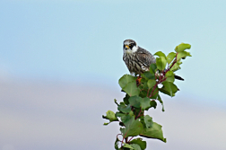 Poštolka rudonohá  ( Falko vespertinus )