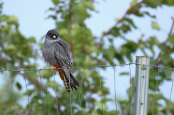 Poštolka rudonohá  ( Falko vespertinus )