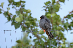Poštolka rudonohá  ( Falko vespertinus )