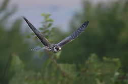 Poštolka rudonohá  ( Falko vespertinus )