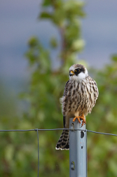 Poštolka rudonohá  ( Falko vespertinus )