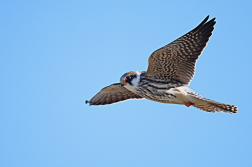 Poštolka rudonohá  ( Falko vespertinus )