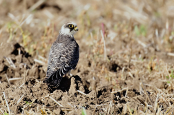 Poštolka rudonohá  ( Falko vespertinus )