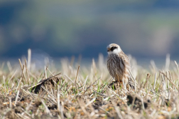 Poštolka rudonohá  ( Falko vespertinus )