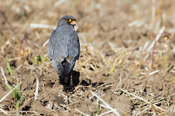 Poštolka rudonohá  ( Falko vespertinus )