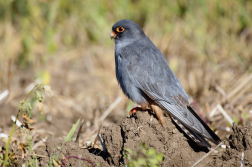 Poštolka rudonohá  ( Falko vespertinus )