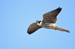 Poštolka rudonohá  ( Falko vespertinus )