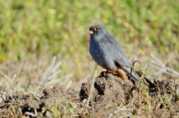 Poštolka rudonohá  ( Falko vespertinus )