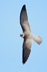 Poštolka rudonohá  ( Falko vespertinus )