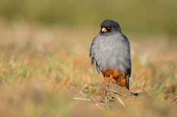 Poštolka rudonohá  ( Falko vespertinus )