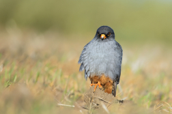 Poštolka rudonohá  ( Falko vespertinus )