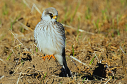 Poštolka rudonohá  ( Falko vespertinus )