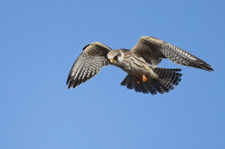 Poštolka rudonohá  ( Falko vespertinus )