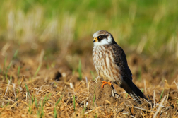 Poštolka rudonohá  ( Falko vespertinus )