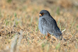 Poštolka rudonohá  ( Falko vespertinus )
