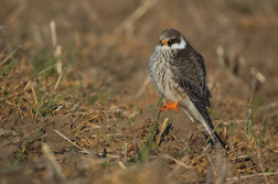 Poštolka rudonohá  ( Falko vespertinus )