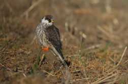Poštolka rudonohá  ( Falko vespertinus )