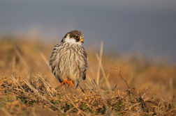 Poštolka rudonohá  ( Falko vespertinus )