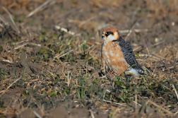 Poštolka rudonohá  ( Falko vespertinus )