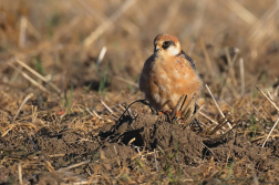 Poštolka rudonohá  ( Falko vespertinus )