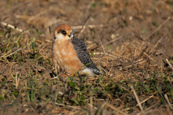 Poštolka rudonohá  ( Falko vespertinus )