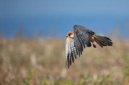 Poštolka rudonohá  ( Falko vespertinus )