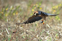 Poštolka rudonohá  ( Falko vespertinus )
