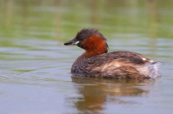 Potápka malá