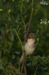 Rákosník zpěvný  ( Acrocephalus...