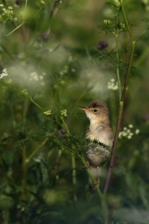 Rákosník zpěvný  ( Acrocephalus...
