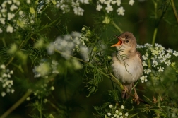Rákosník zpěvný  ( Acrocephalus...