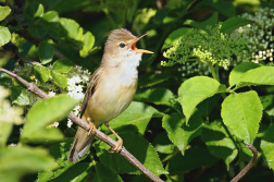 Rákosník zpěvný  ( Acrocephalus...