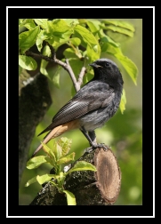 Rehek domácí - samec