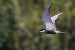 Rybák bahenní  ( Chlidonias hybridus )