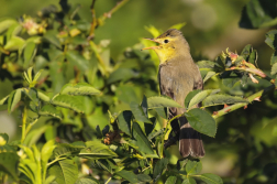 Sedmihlásek hajní  ( Hippolais icterina )