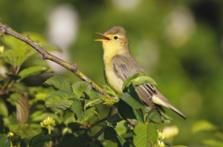 Sedmihlásek hajní  ( Hippolais icterina )