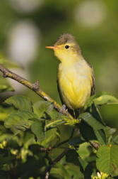 Sedmihlásek hajní  ( Hippolais icterina )