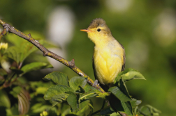 Sedmihlásek hajní  ( Hippolais icterina )