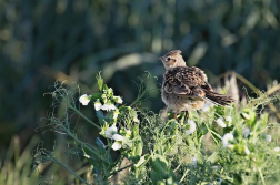 Skřivan polní  ( Alauda arvensis