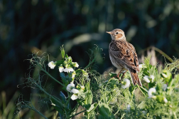 Skřivan polní  ( Alauda arvensis