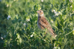 Skřivan polní  ( Alauda arvensis