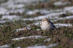 Sněhule severní  ( Plectrophenax nivalis )