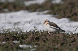 Sněhule severní  ( Plectrophenax nivalis )