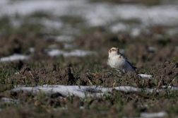 Sněhule severní  ( Plectrophenax nivalis )