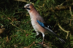 Sojka obecná  ( Garrulus glandarius  )