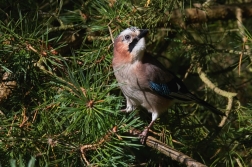 Sojka obecná  ( Garrulus glandarius  )