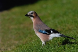 Sojka obecná  ( Garrulus glandarius  )