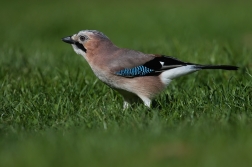 Sojka obecná  ( Garrulus glandarius  )