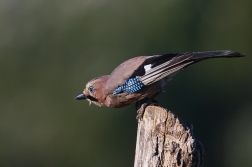 Sojka obecná  ( Garrulus glandarius )