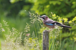 Sojka obecná  ( Garrulus glandarius )